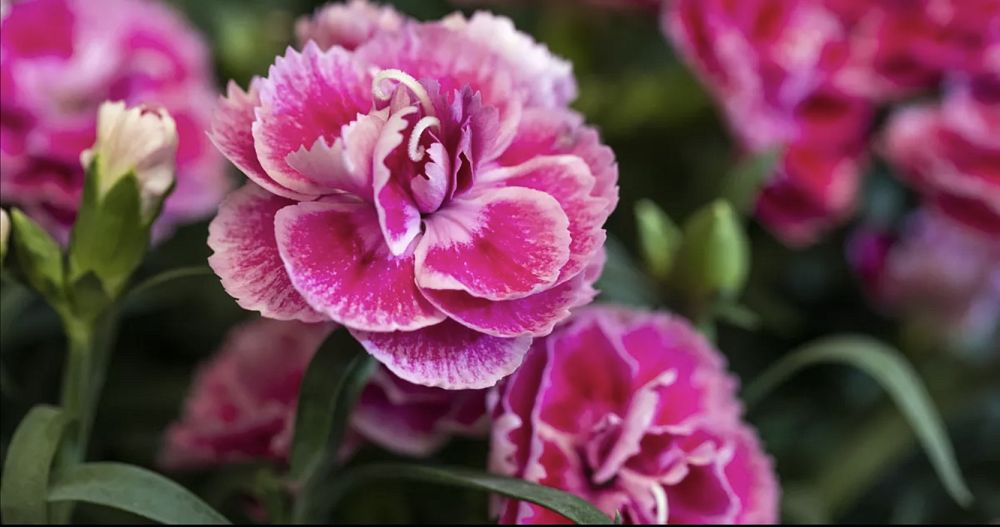 dianthus-agatha-pinks