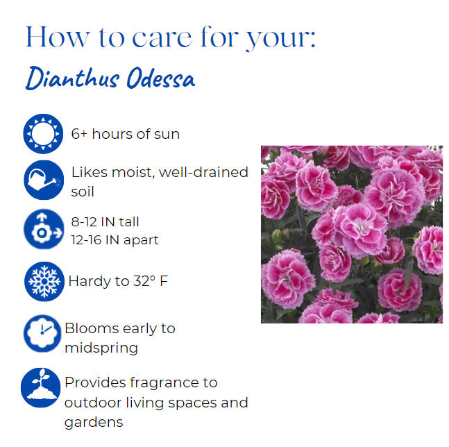 dianthus-agatha-pinks