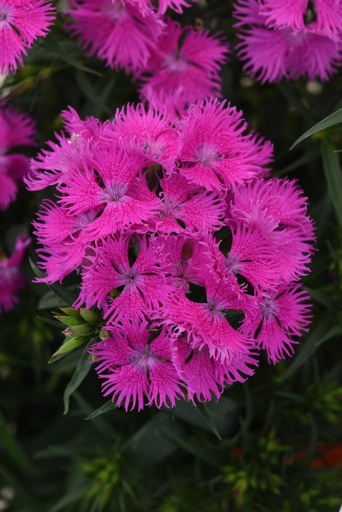dianthus-agatha-pinks