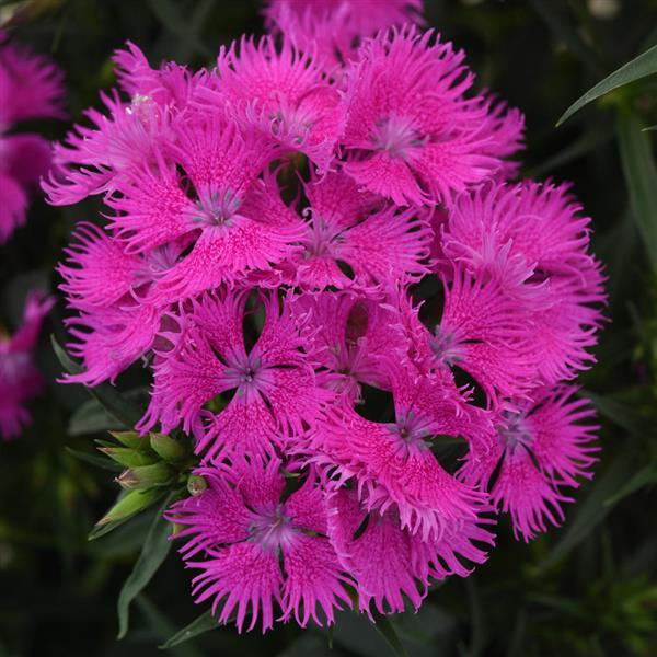dianthus-agatha-pinks
