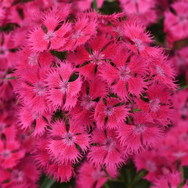 dianthus-agatha-pinks