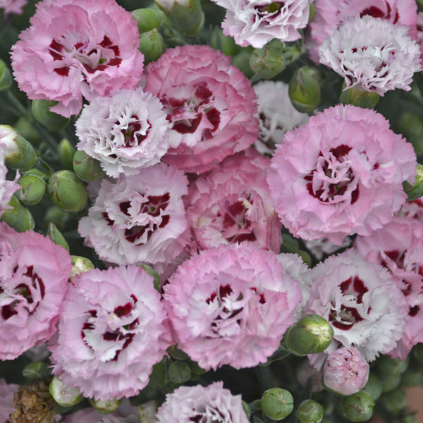 dianthus-appleblossom-burst-pinks