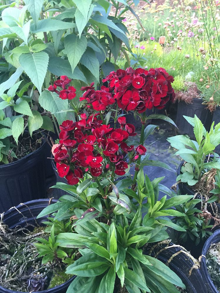 dianthus-barbatus-heart-attack-sweet-william