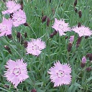 dianthus-bath-s-pink-pinks