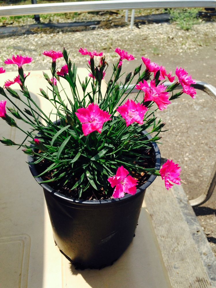 dianthus-caryophyllus-pink-carnation
