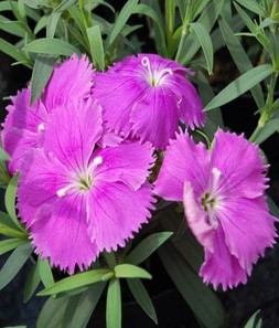 dianthus-chinensis-diana-blueberry-china-pinks
