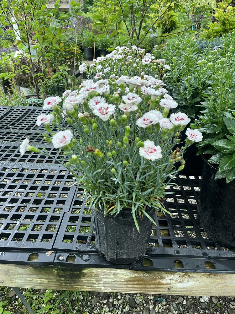 dianthus-coconut-surprise-pinks