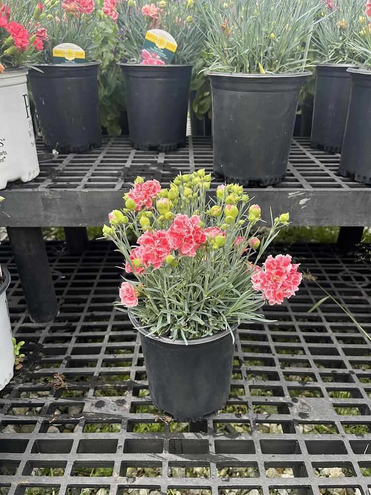 dianthus-coral-reef-cheddar-pinks