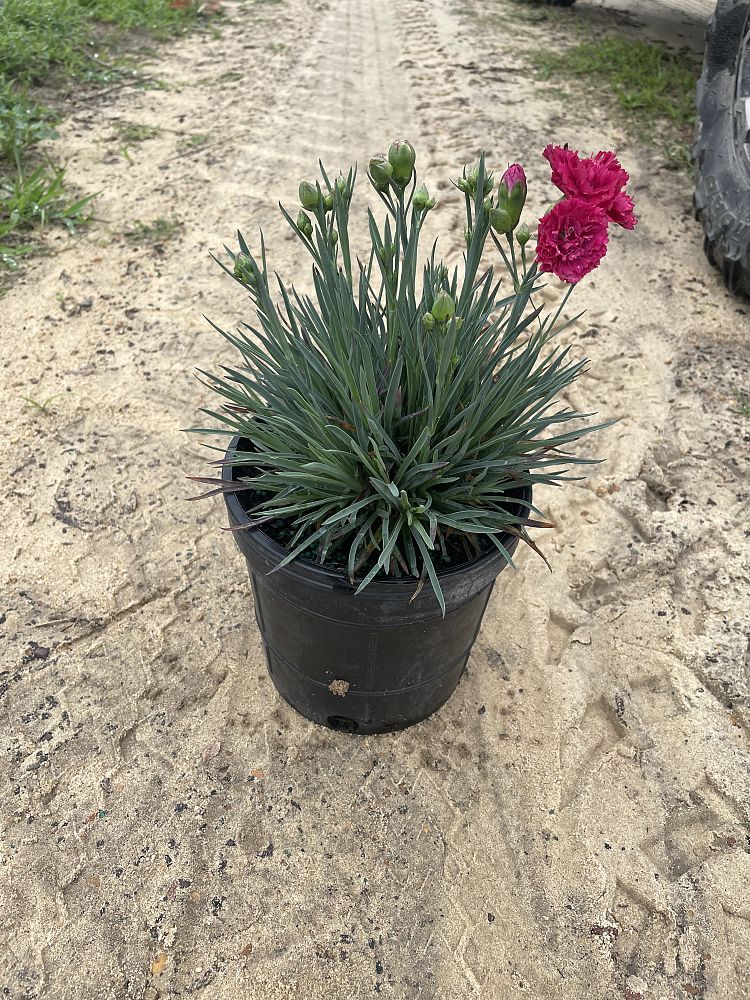 dianthus-cranberry-cocktail-pinks