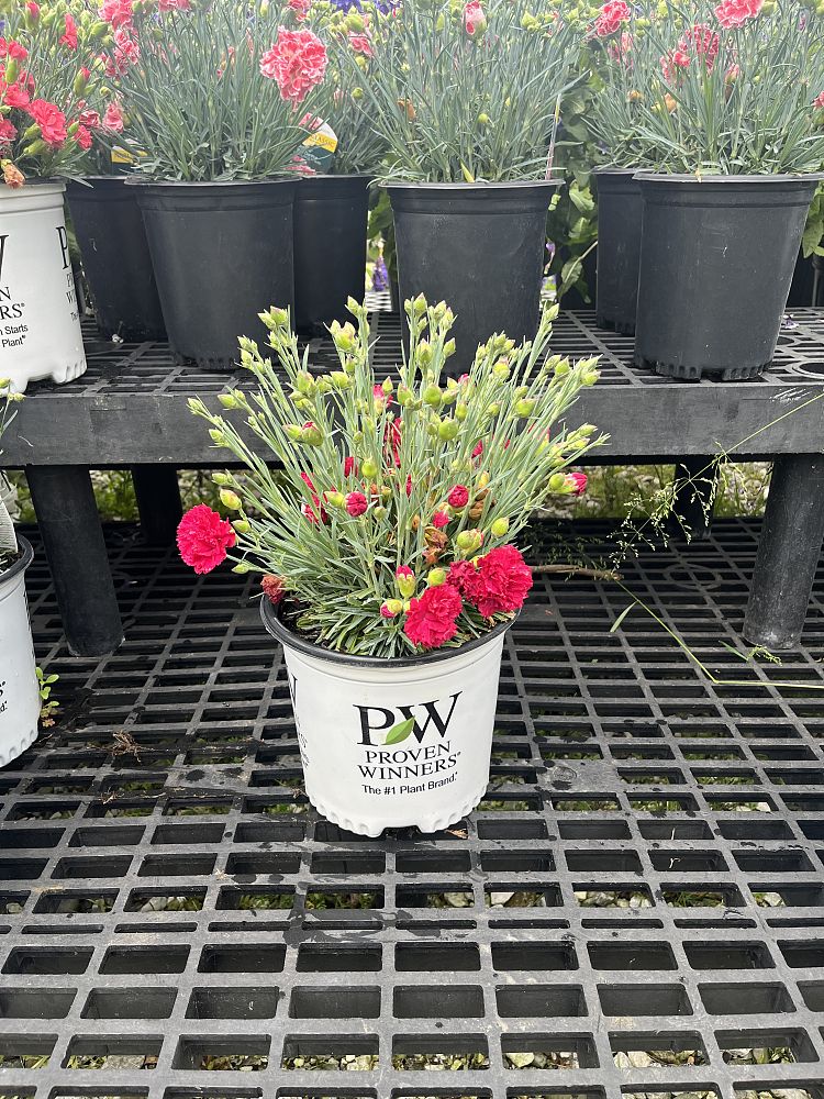 dianthus-cranberry-cocktail-pinks