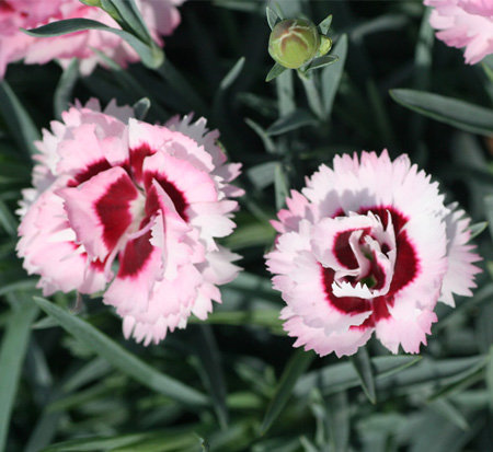 dianthus-devon-yolande-raspberry-surprise-maiden-pinks
