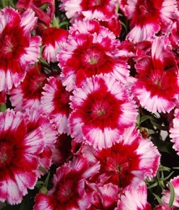 dianthus-diana-scarlet-pinks