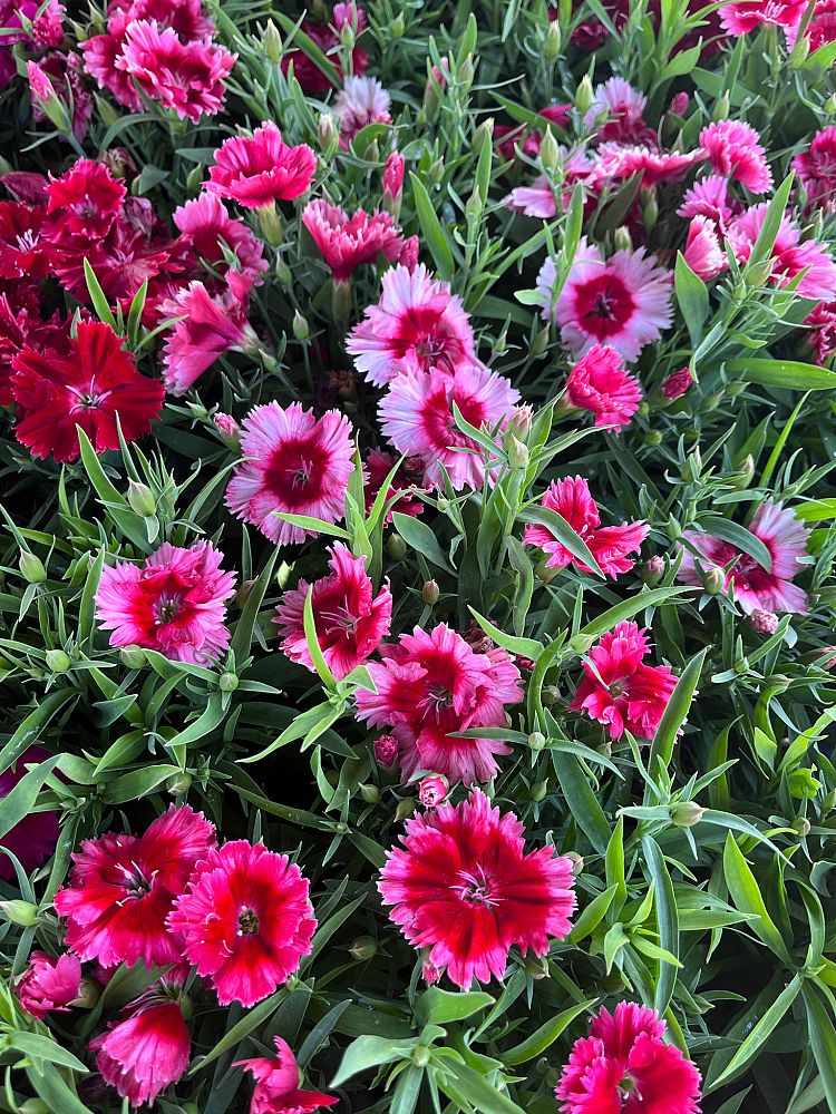 dianthus-diana-scarlet-pinks