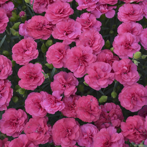 dianthus-double-bubble-pinks-pp29972