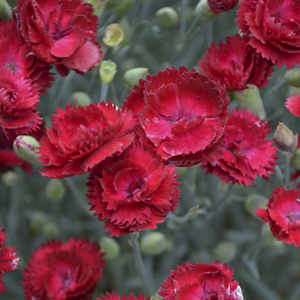 dianthus-electric-red-pinks-pp29591