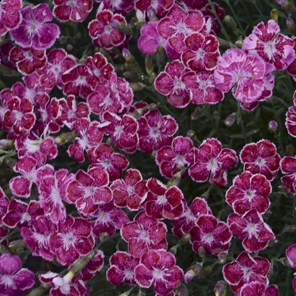 dianthus-fire-and-ice-cheddar-pinks