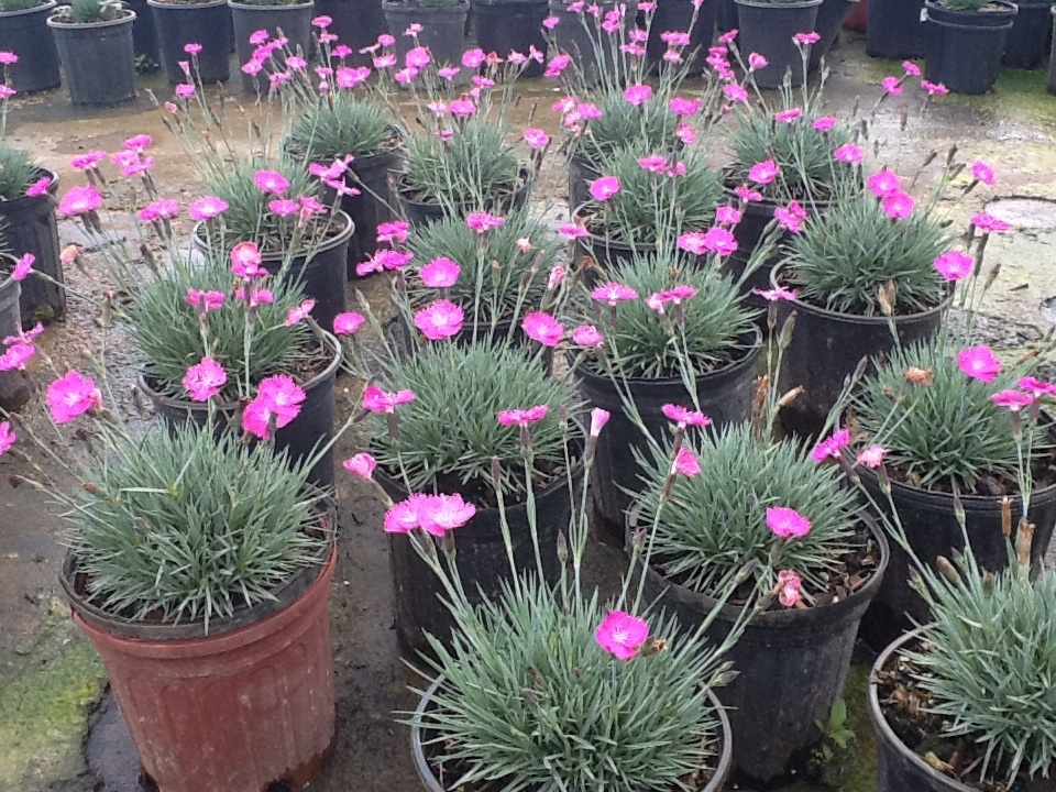 dianthus-firewitch-pinks-feuerhexe