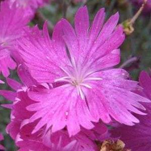 dianthus-firewitch-pinks-feuerhexe