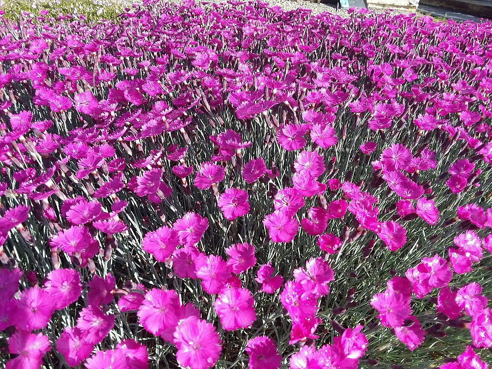 dianthus-firewitch-pinks-feuerhexe