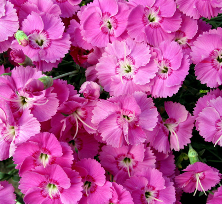 dianthus-firewitch-pinks-feuerhexe