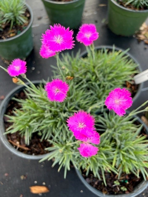 dianthus-firewitch-pinks-feuerhexe