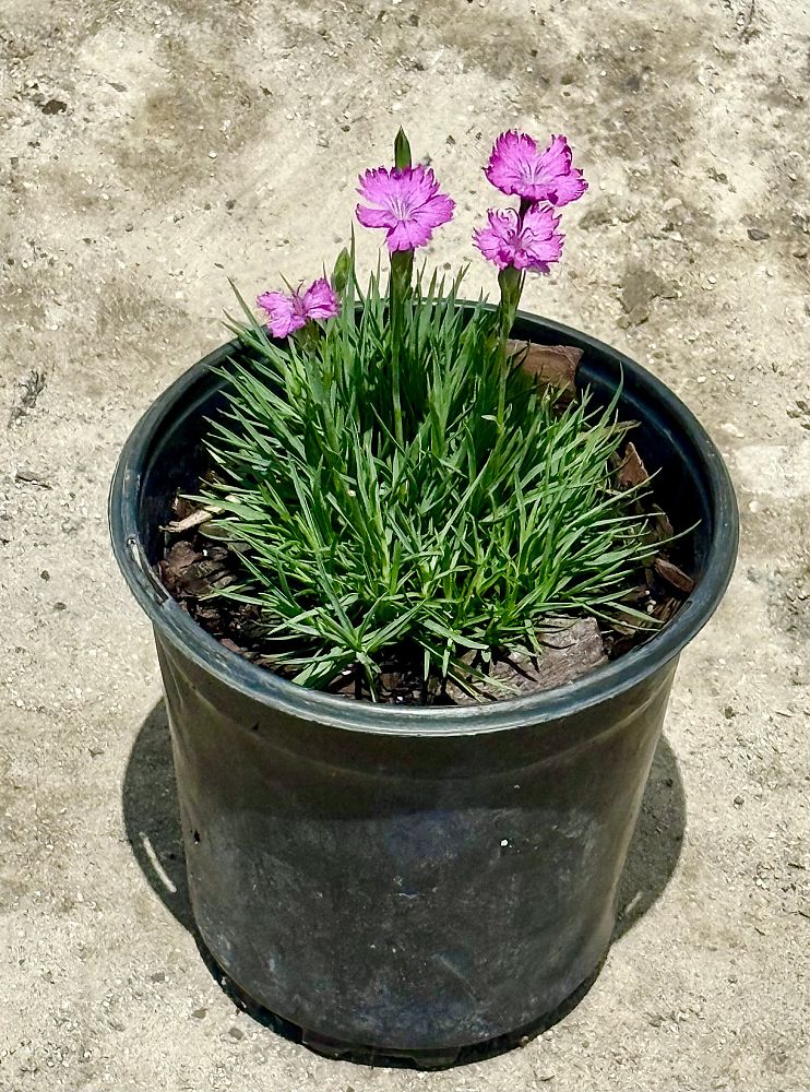 dianthus-firewitch-pinks-feuerhexe