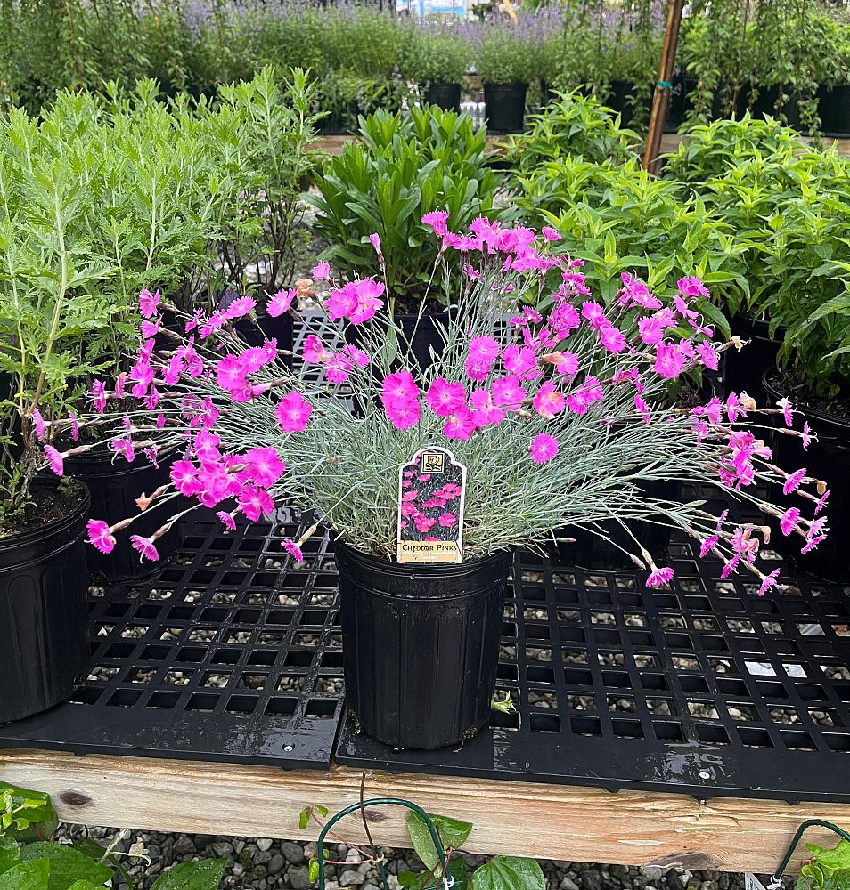 dianthus-firewitch-pinks-feuerhexe