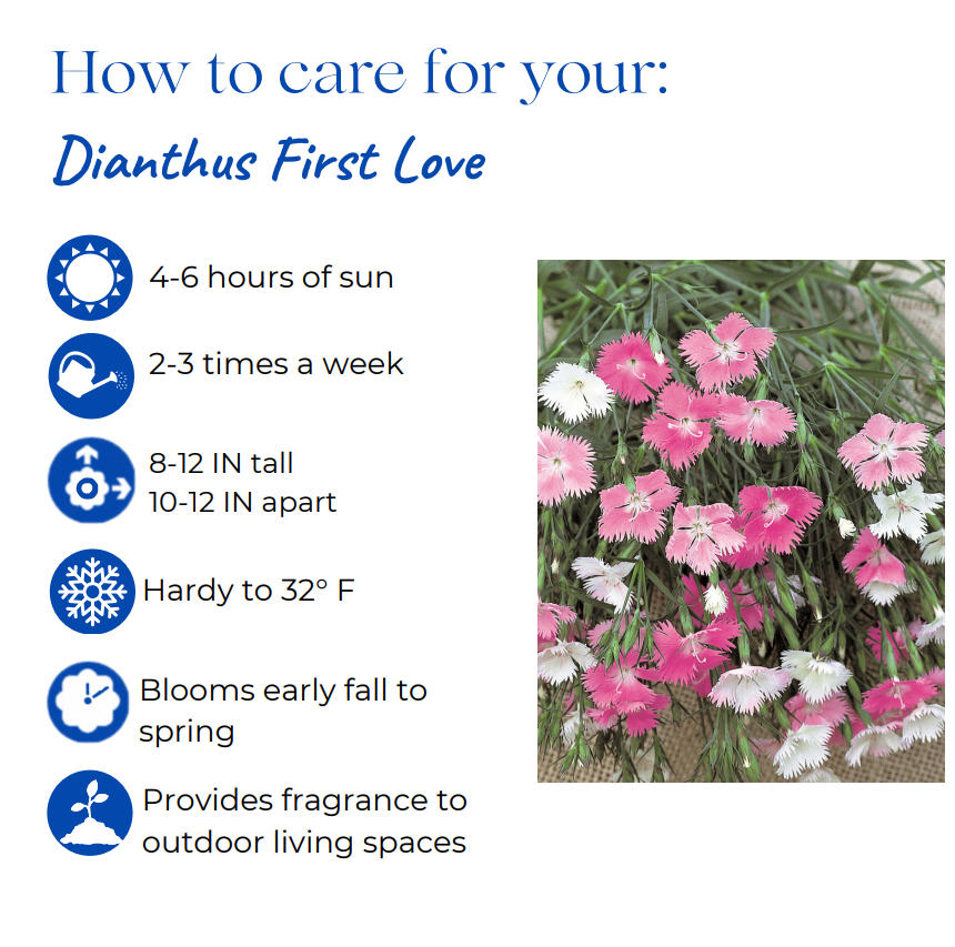 dianthus-first-love-pinks
