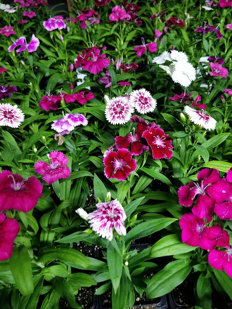 dianthus-floral-lace-series-china-pinks