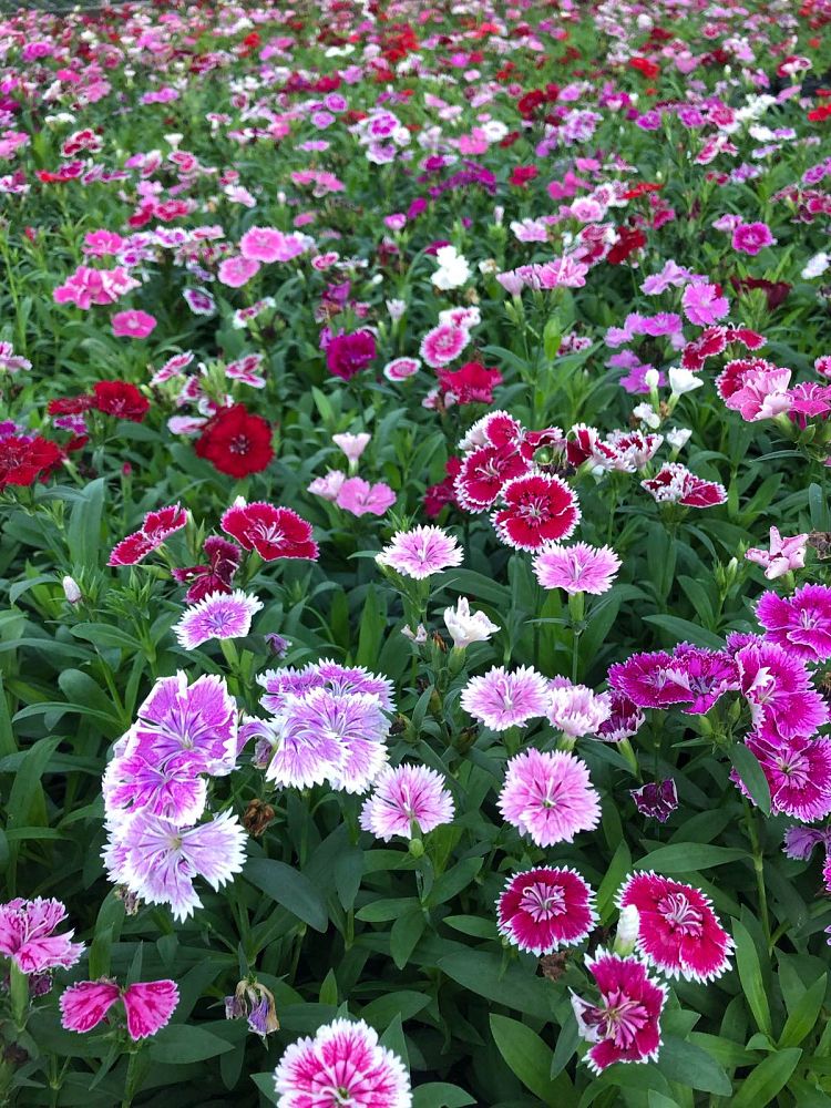 dianthus-ideal-select-mix-pinks