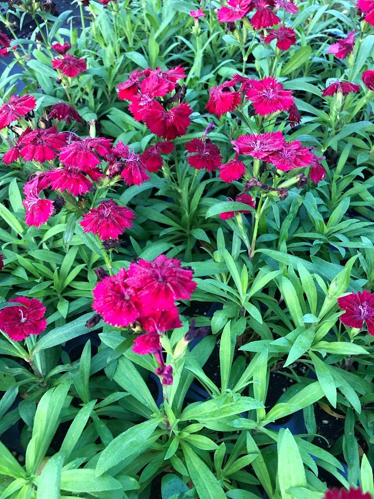 dianthus-ideal-select-red-pinks