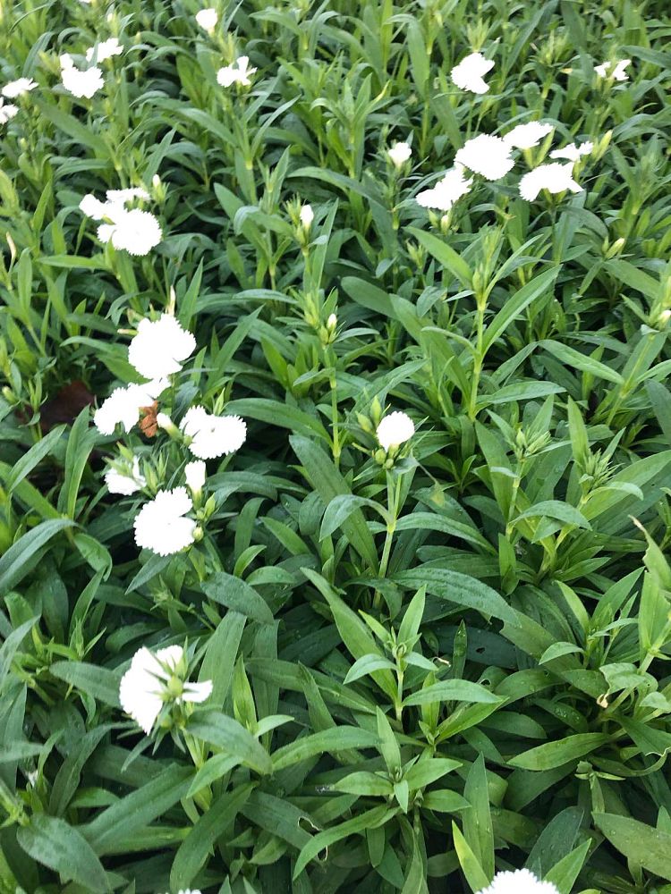 dianthus-ideal-select-white-pinks