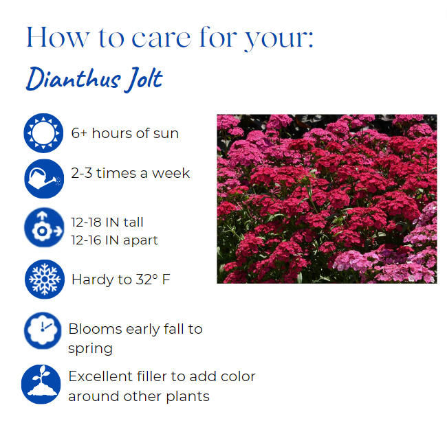 dianthus-jolt-cherry-pinks