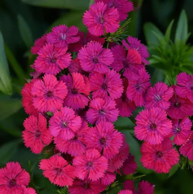 dianthus-jolt-cherry-pinks