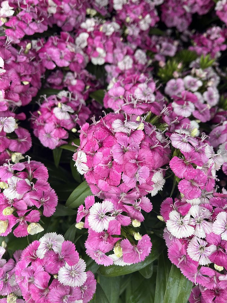 dianthus-jolt-pink-magic-pinks
