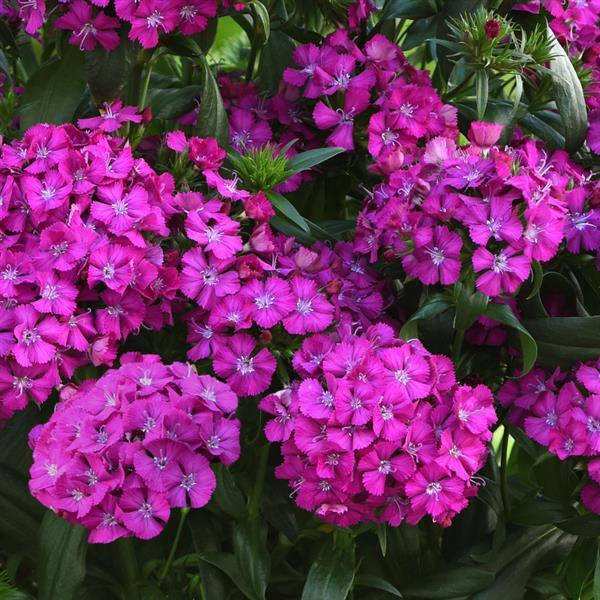 dianthus-jolt-purple-purple-jolt-dianthus