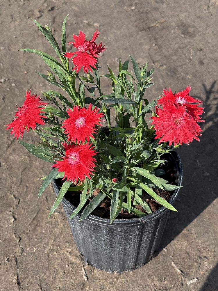 dianthus-pinks