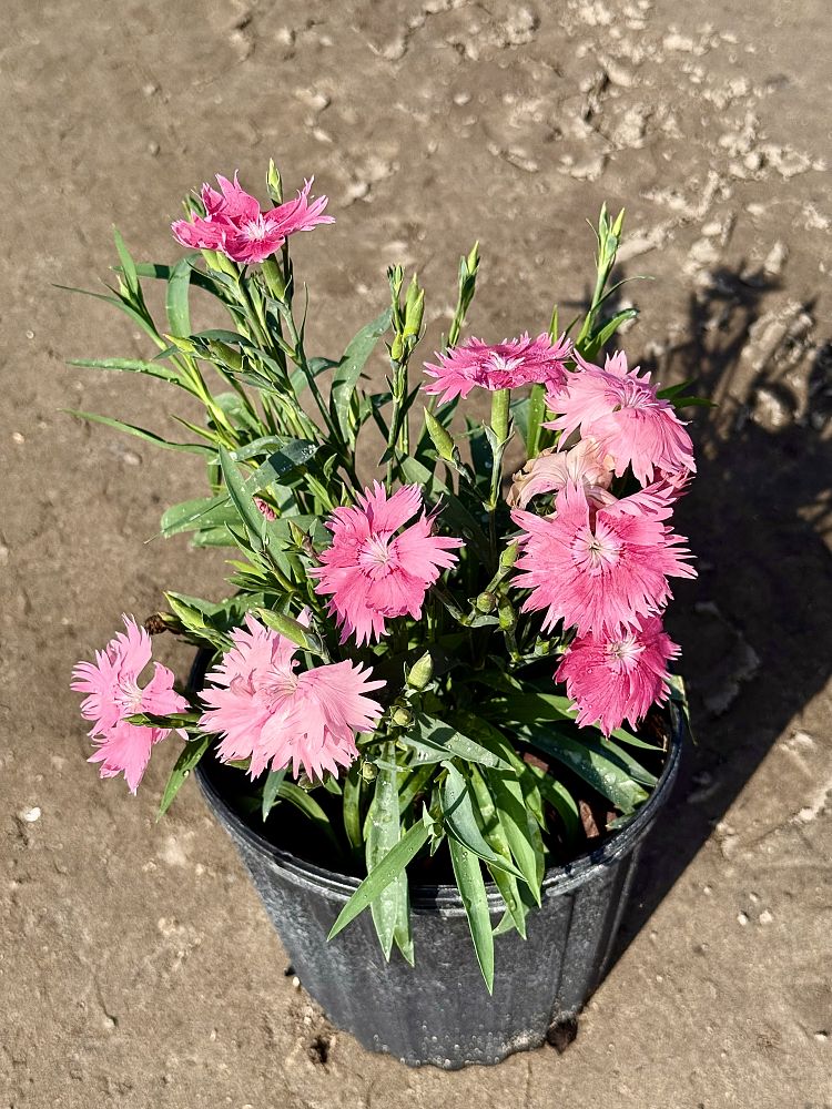 dianthus-pinks