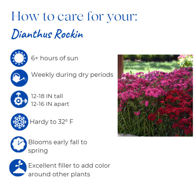 dianthus-rockin-red-pinks