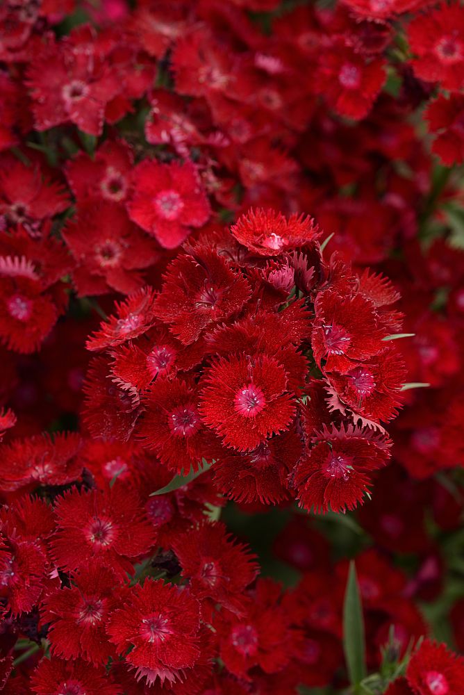 dianthus-rockin-red-pinks