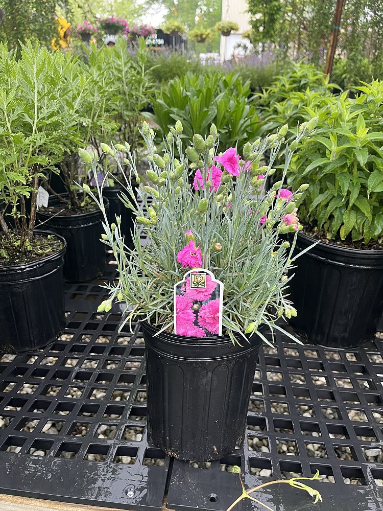 dianthus-scent-first-tickled-pink-pinks