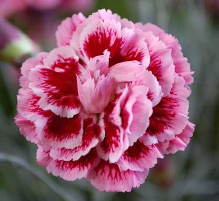 dianthus-wpo8-ian04-scent-first-sugar-plum-pinks