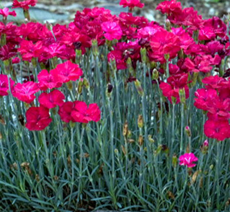 dianthus-x-allwoodii-frosty-fire-modern-pinks-allwood-pinks