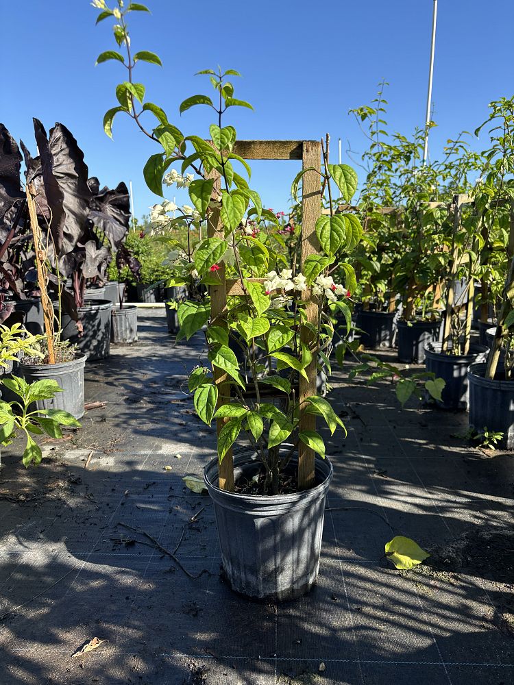 dicentra-bleeding-heart