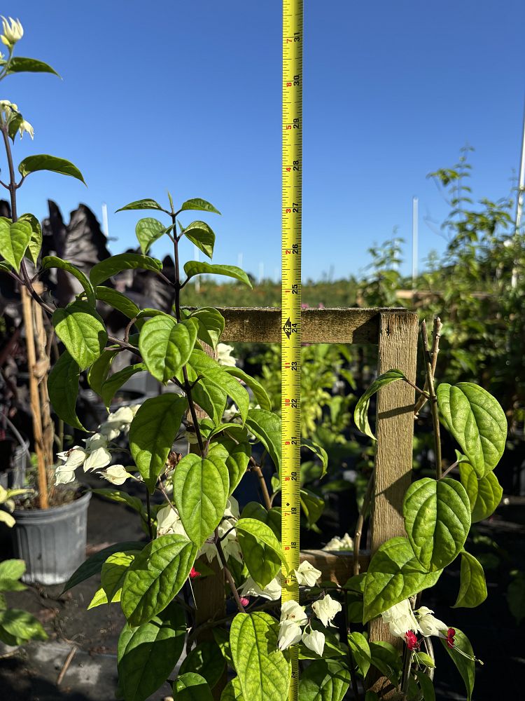 dicentra-bleeding-heart