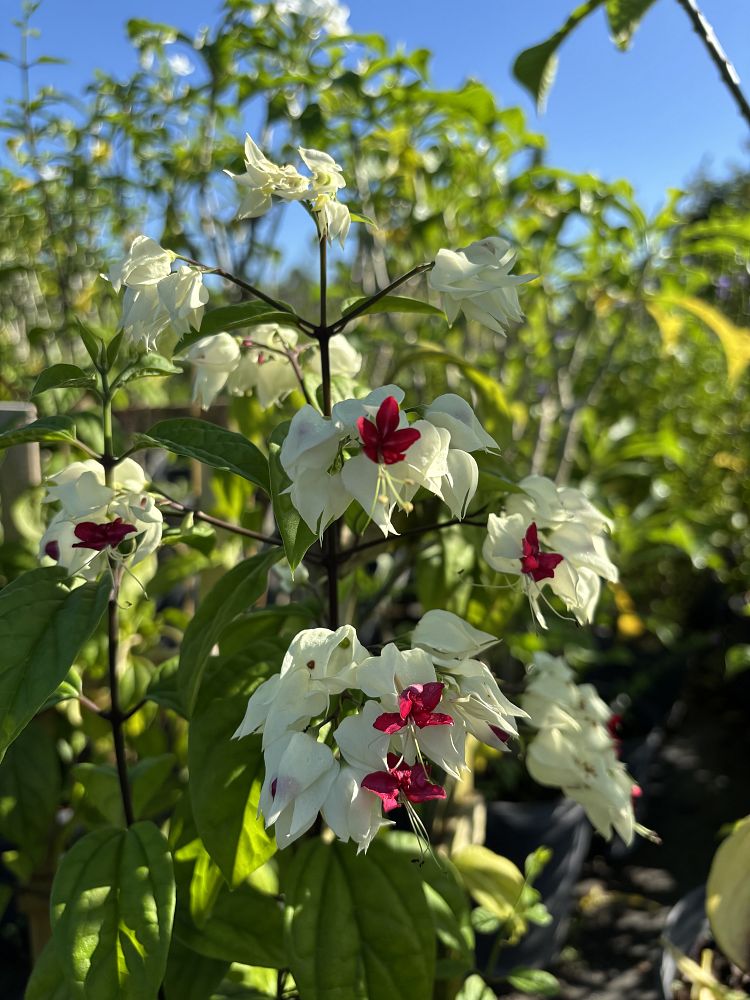dicentra-bleeding-heart