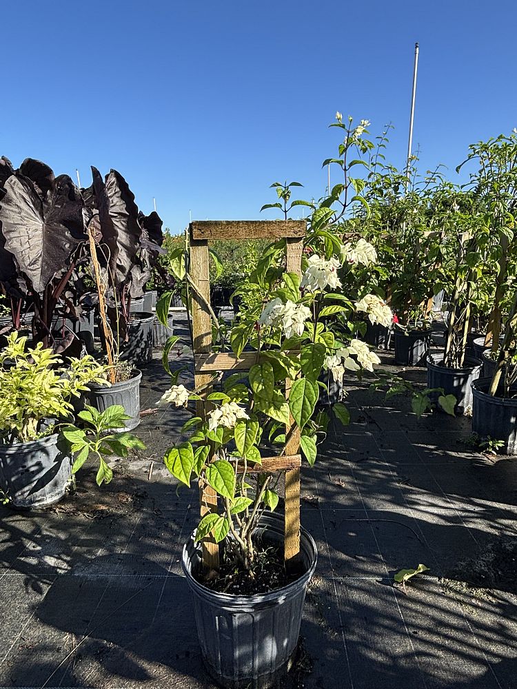 dicentra-bleeding-heart