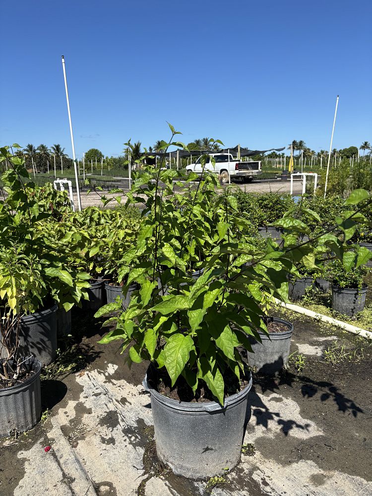 dicentra-bleeding-heart