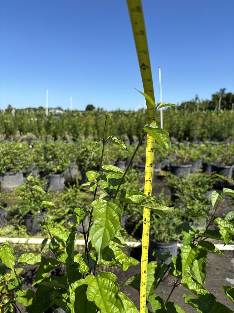 dicentra-bleeding-heart