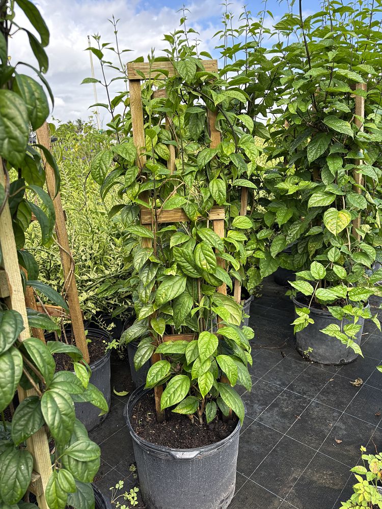 dicentra-bleeding-heart